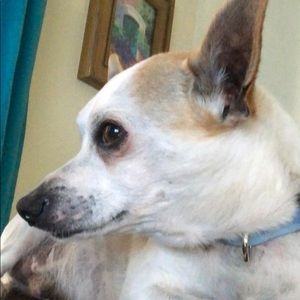 Meet your Posher, Irene